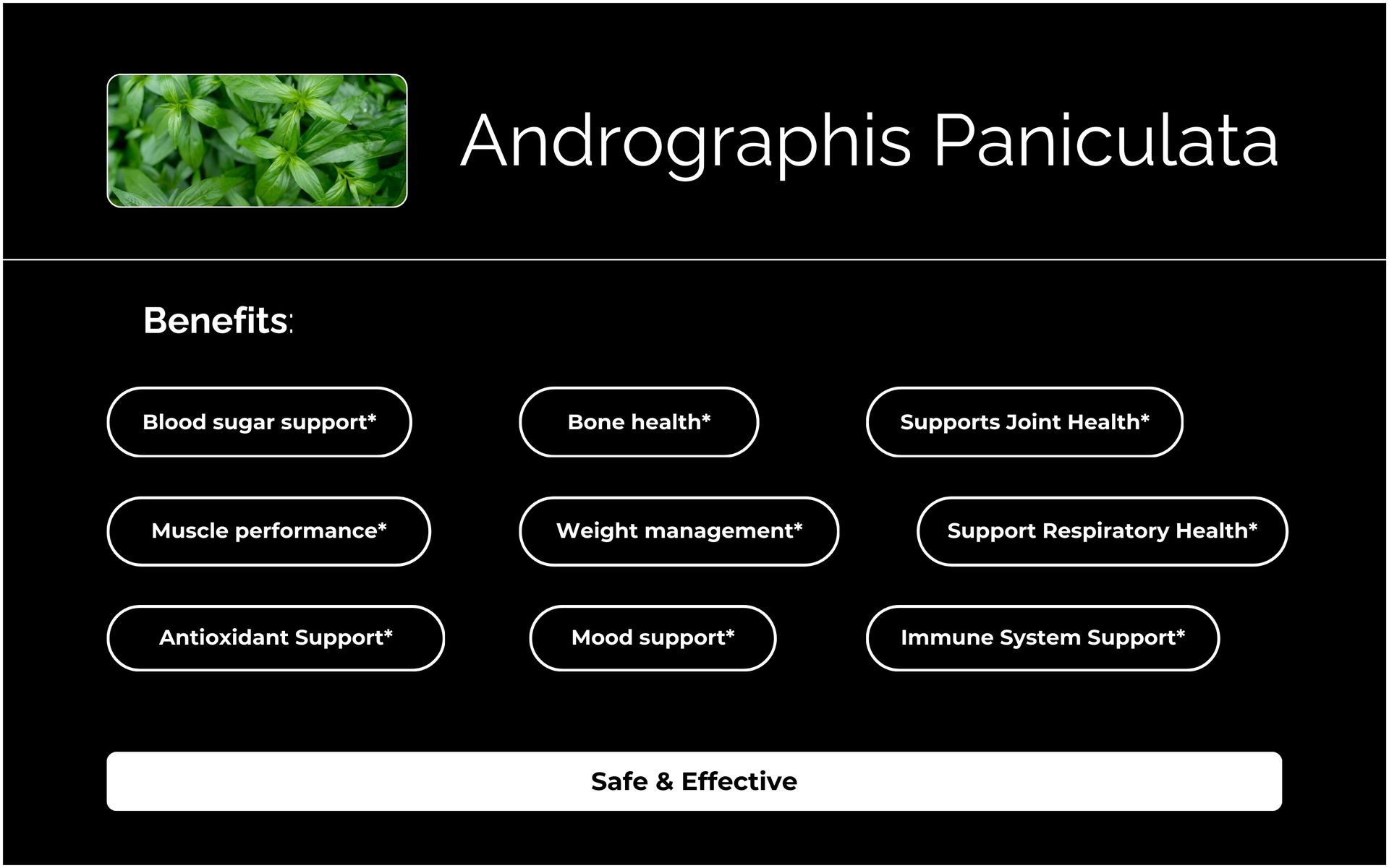 Known as "Indian Echinacea," Andrographis Paniculata Leaf Extract is a cornerstone of traditional Chinese and Ayurvedic medicine. It actively supports the immune system, reduces oxidative stress, and promotes gut lining integrity while fostering beneficial gut microbes.*